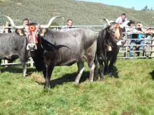 DSCF0782 (Copiar)